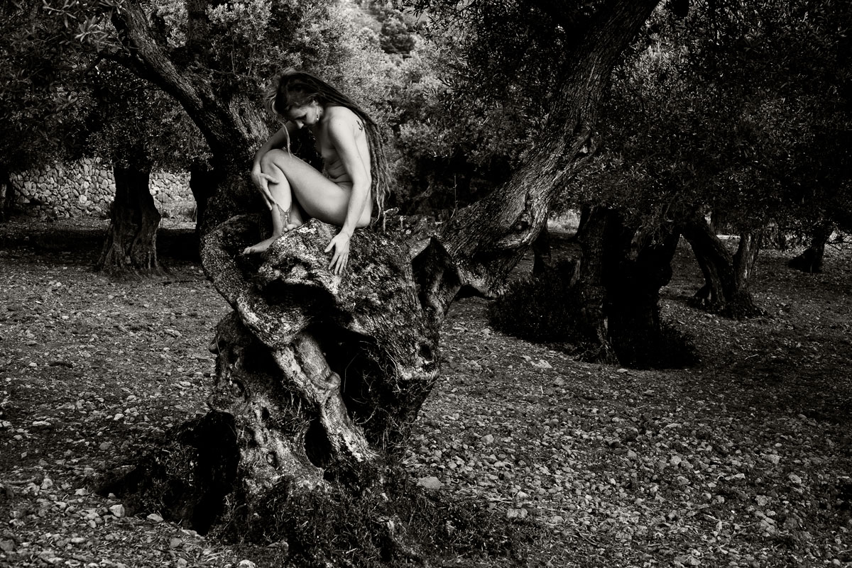 The Creatures of the Olive Trees