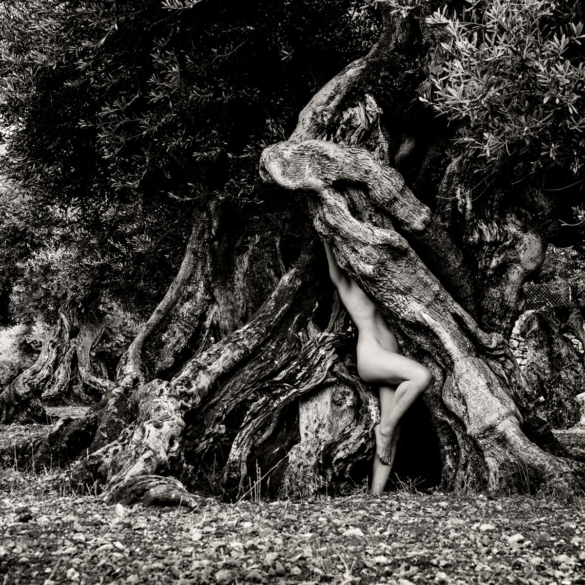 The Creatures of the Olive Trees