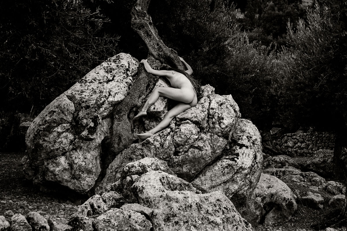 The Creatures of the Olive Trees