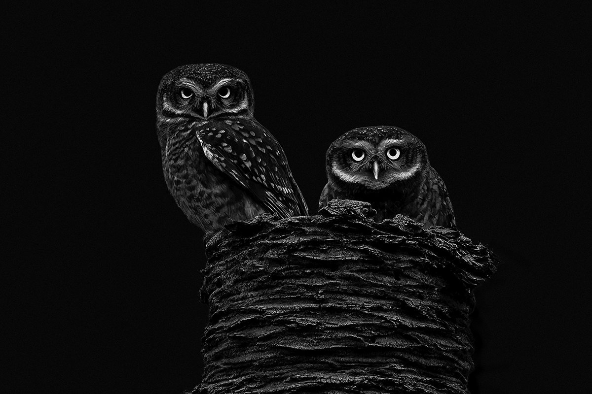 Spooky Spotted Owlet