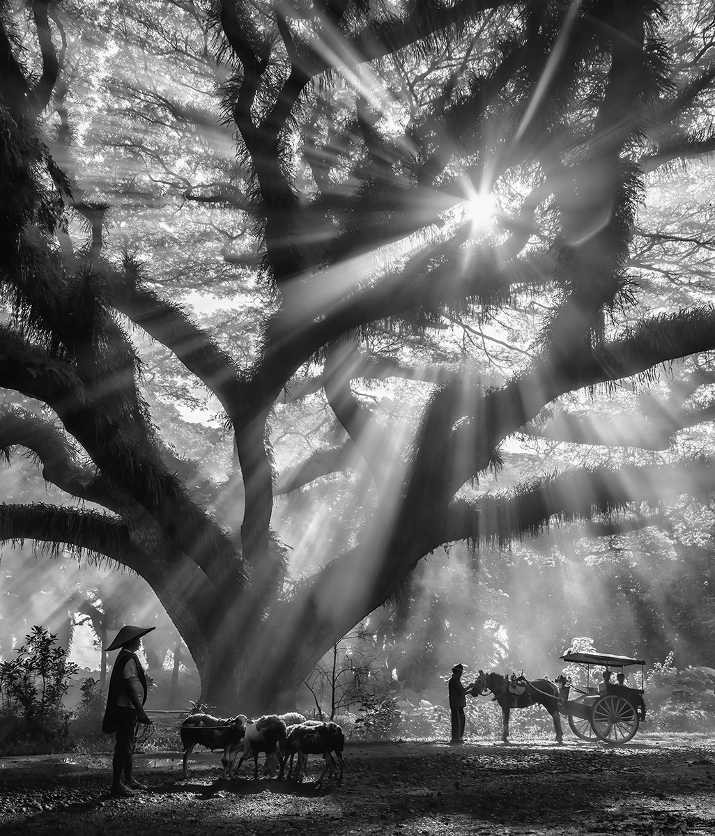 Beneath the Timeless Canopy
