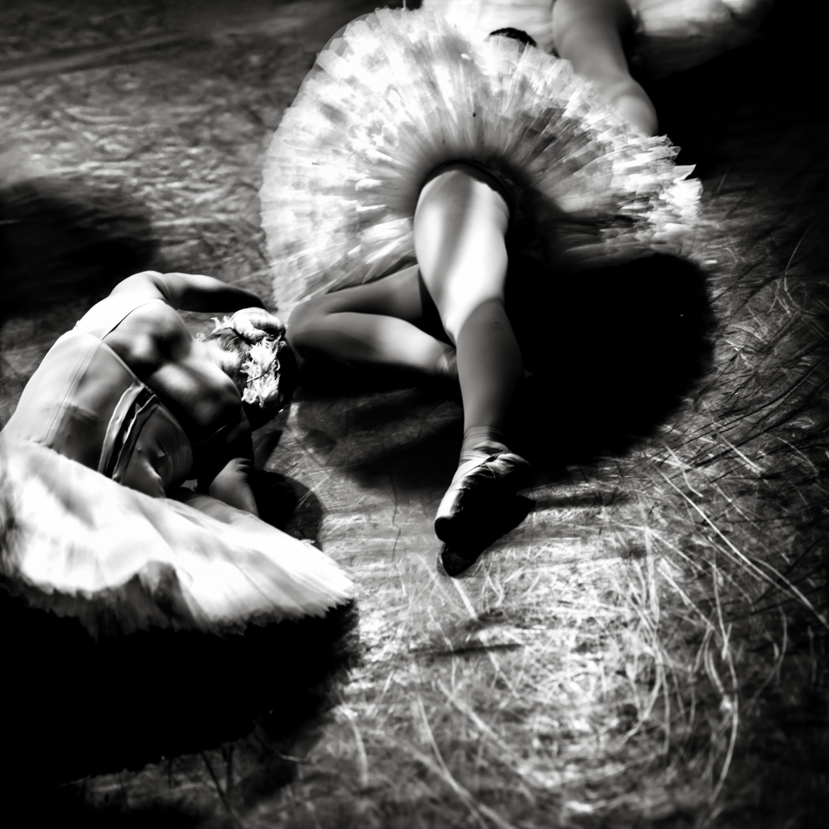 From the Series ‘Swan’ 