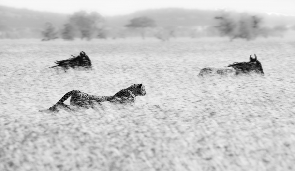 Serengeti Grasslands