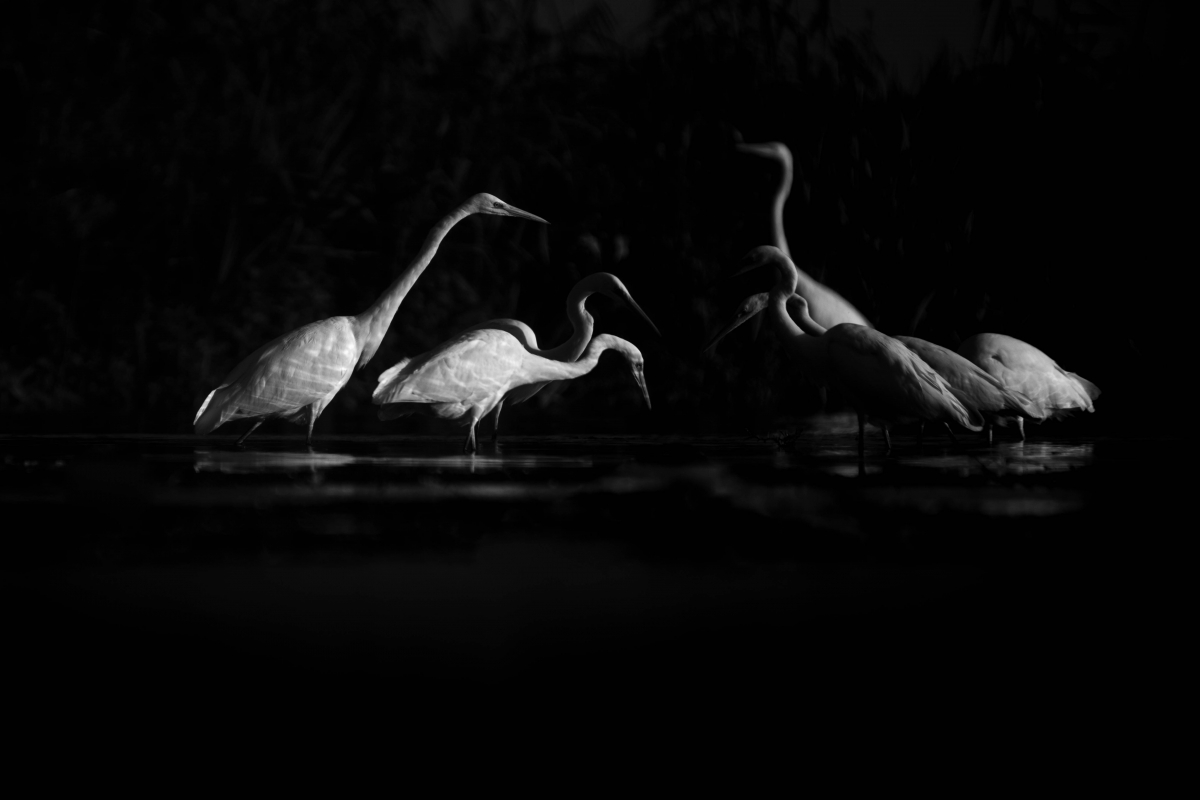 heron lake