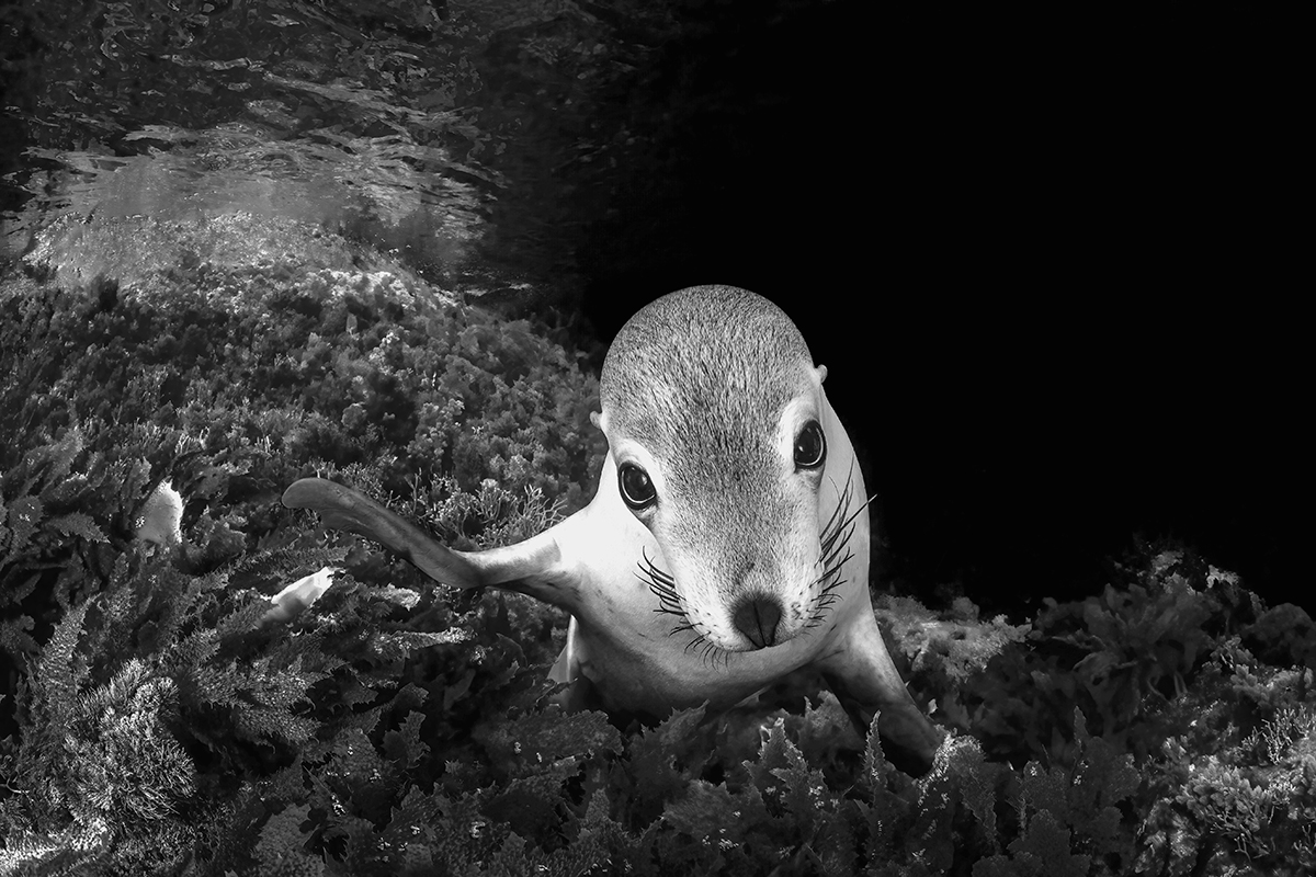 Sea Puppy Gaze