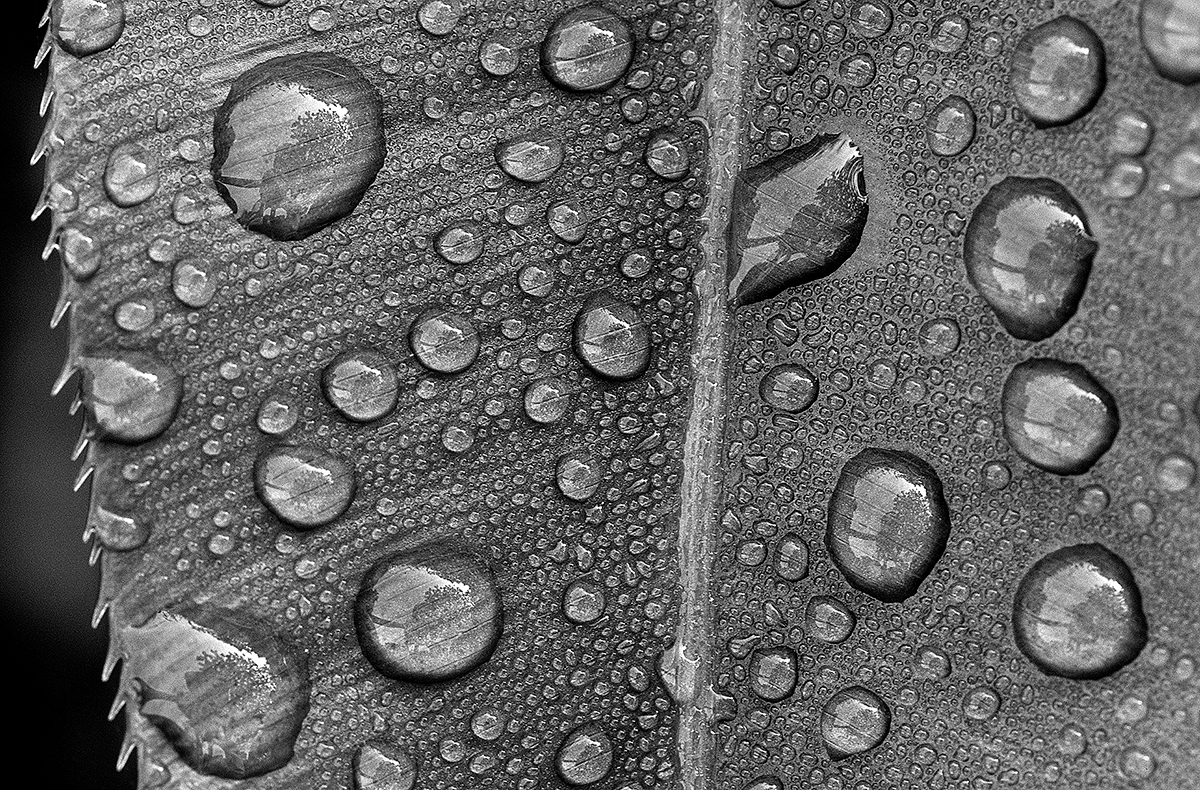 Dews on Leaves   
