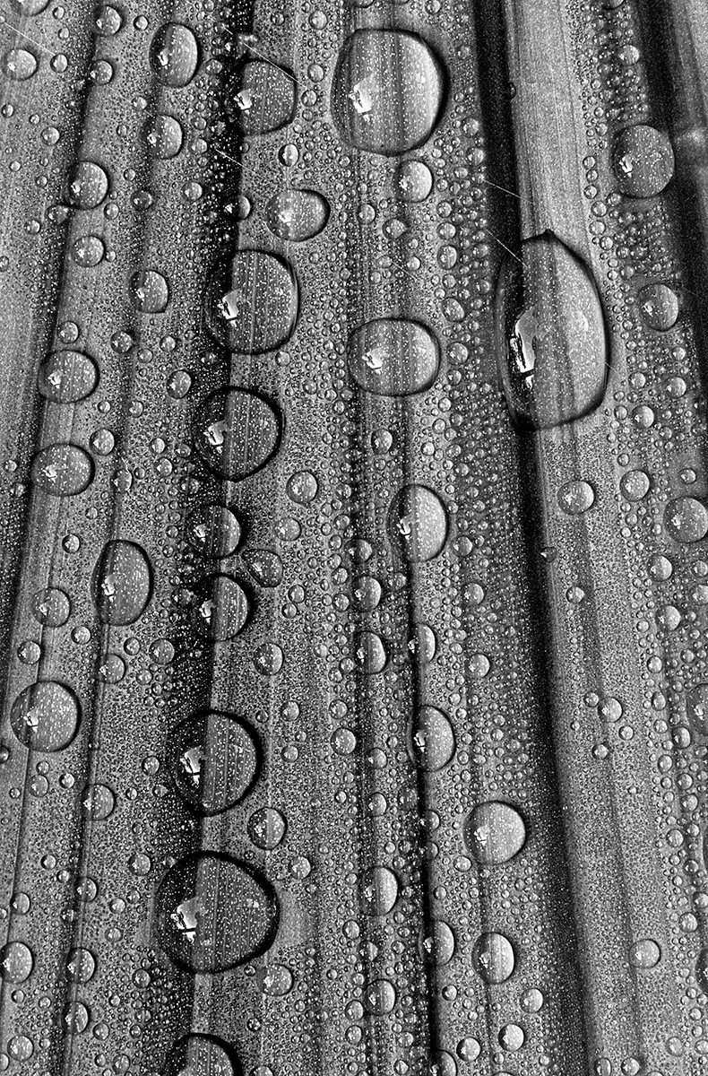Dews on Leaves   