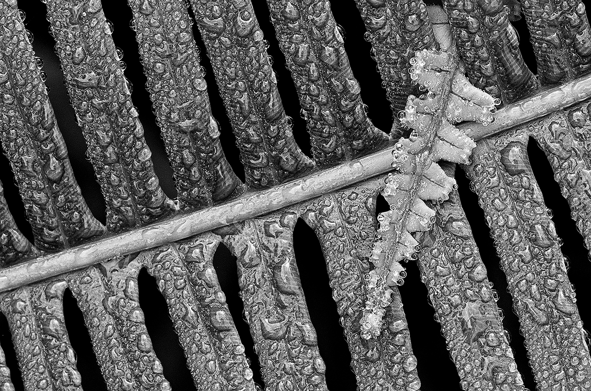 Dews on Leaves   