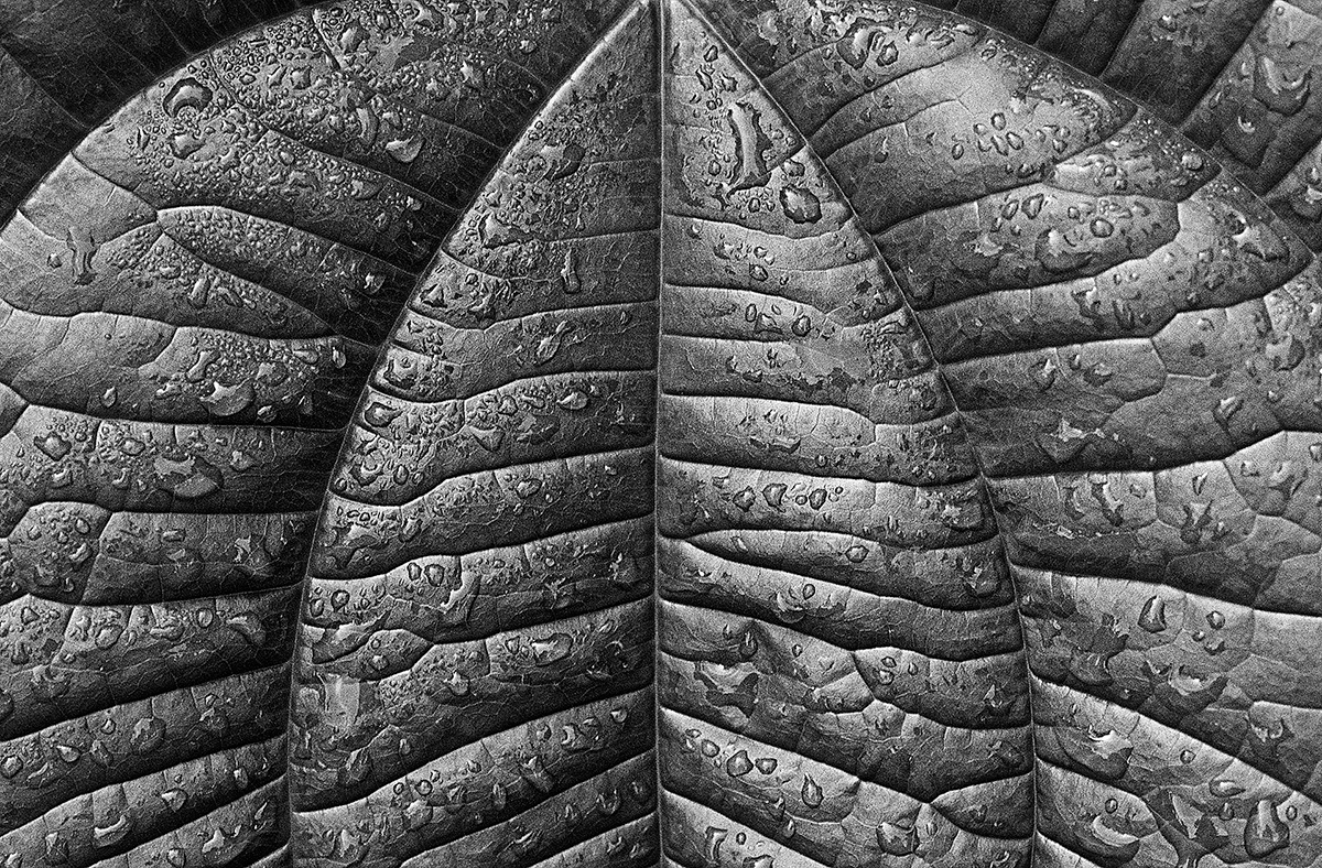 Dews on Leaves   