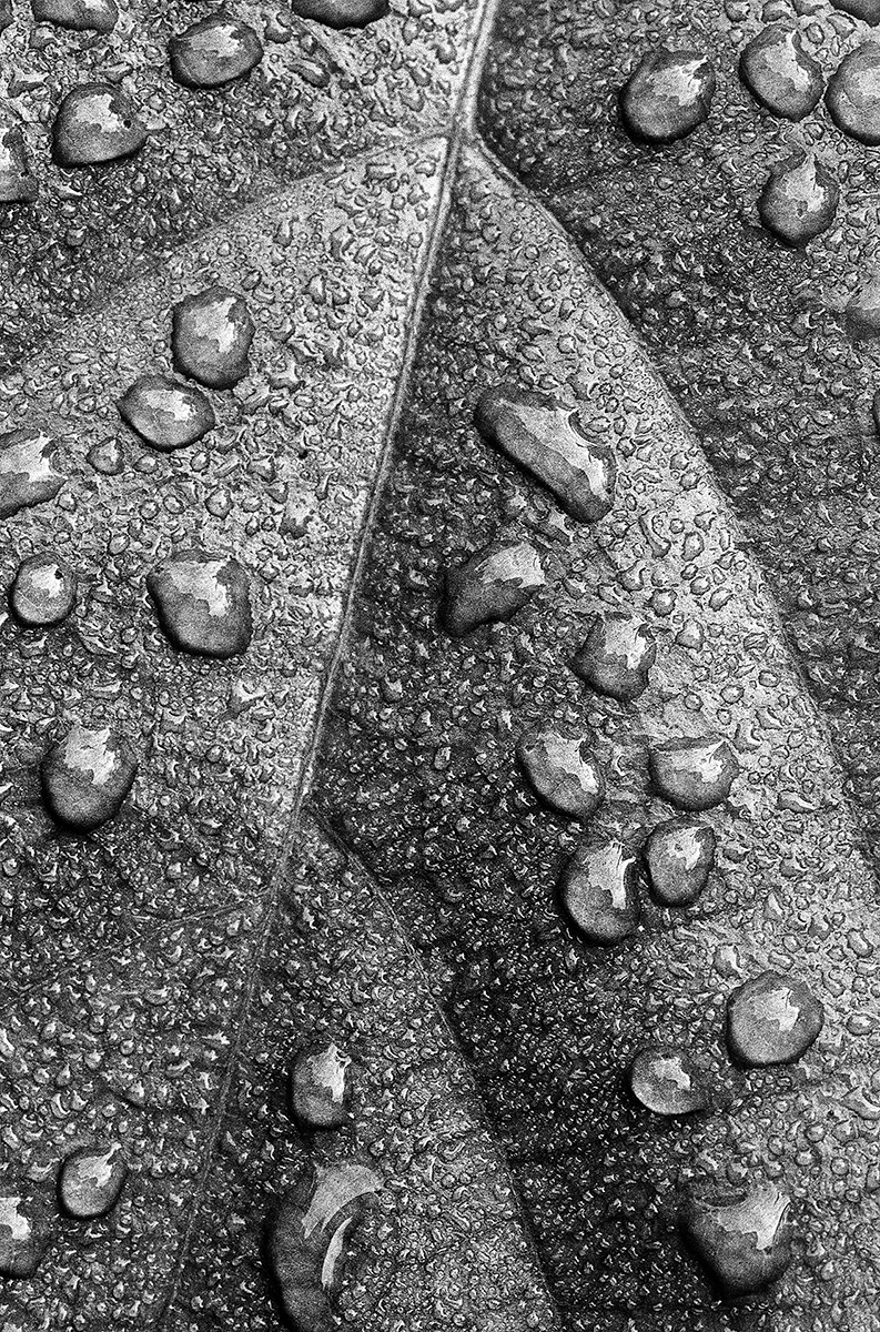 Dews on Leaves   