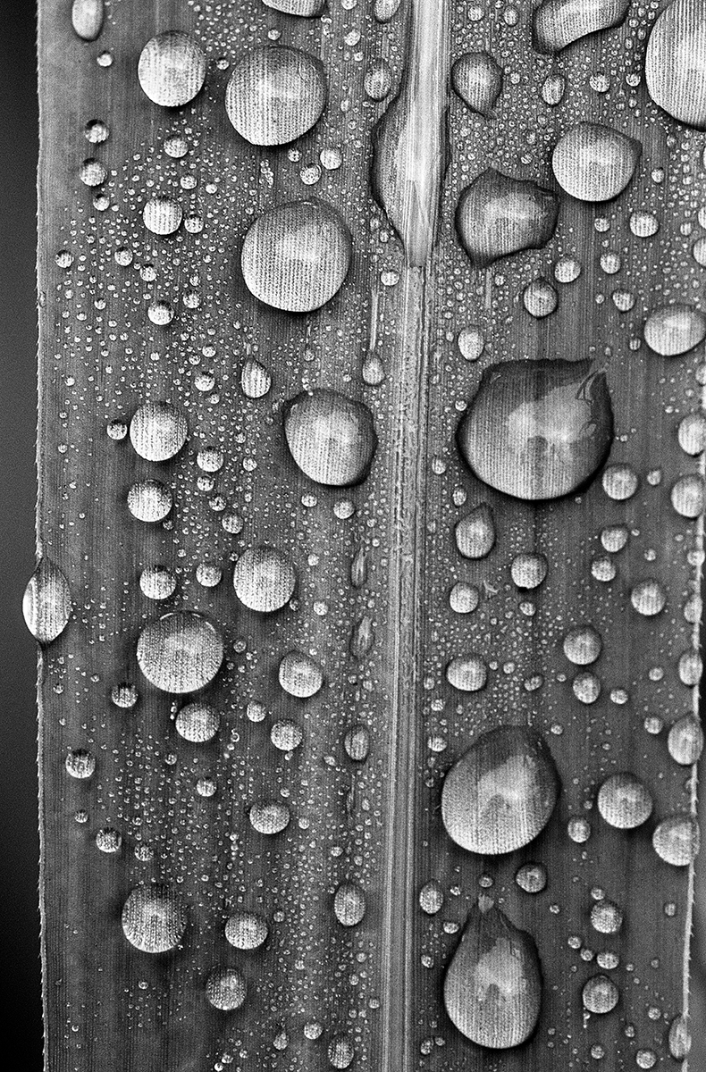 Dews on Leaves   