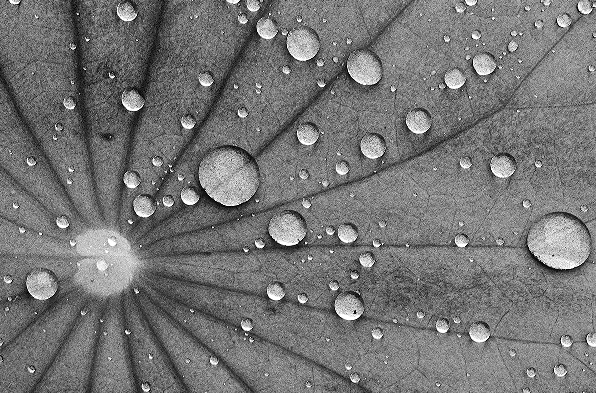 On the Surface of Lotus Leaves 