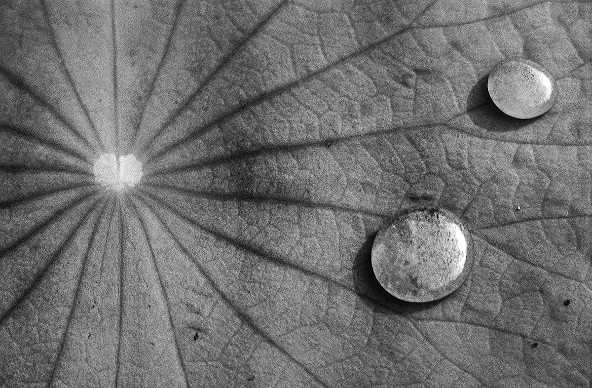 On the Surface of Lotus Leaves 