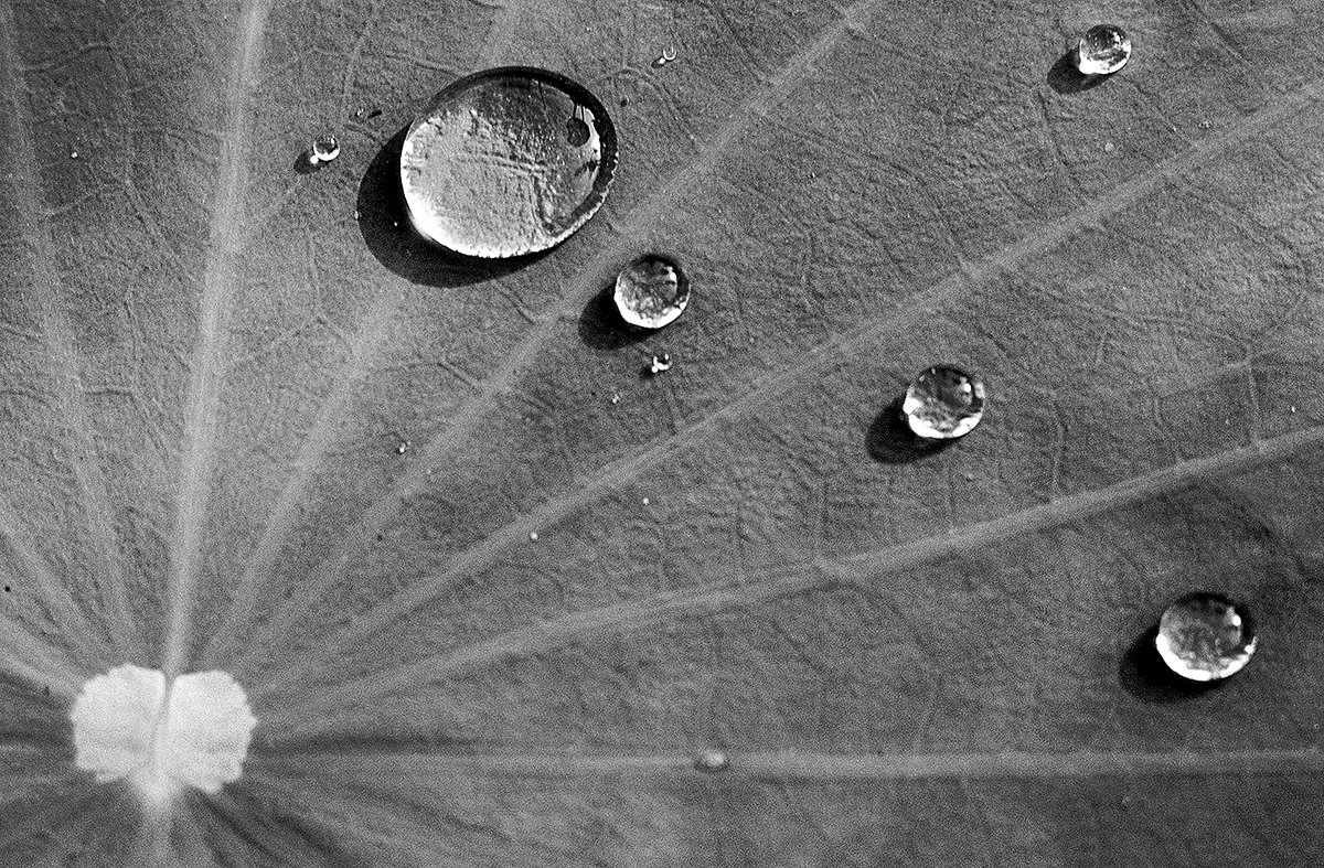 On the Surface of Lotus Leaves 