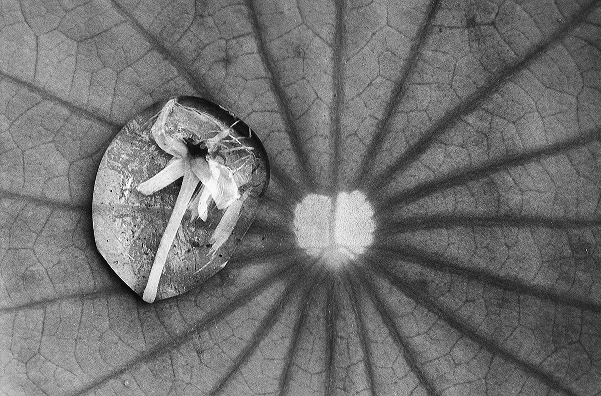 On the Surface of Lotus Leaves 