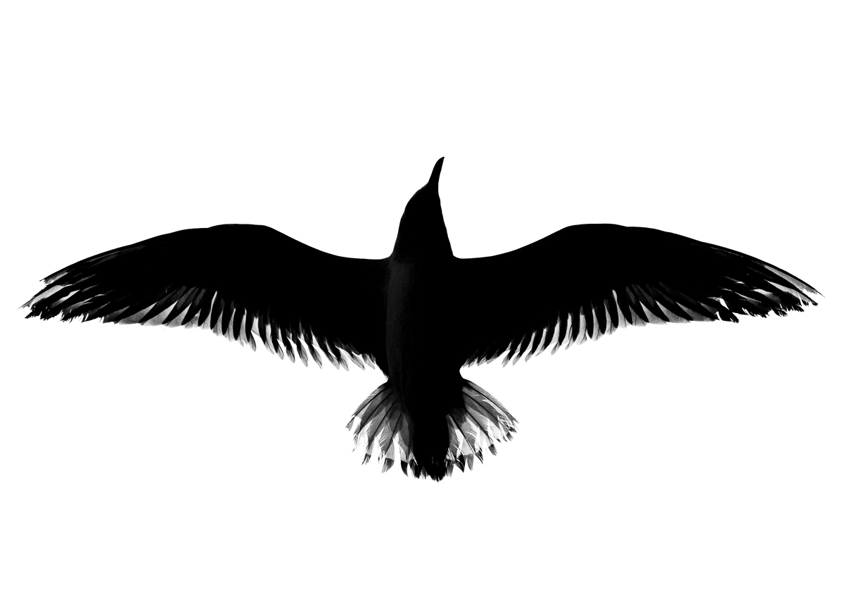 Black Ink