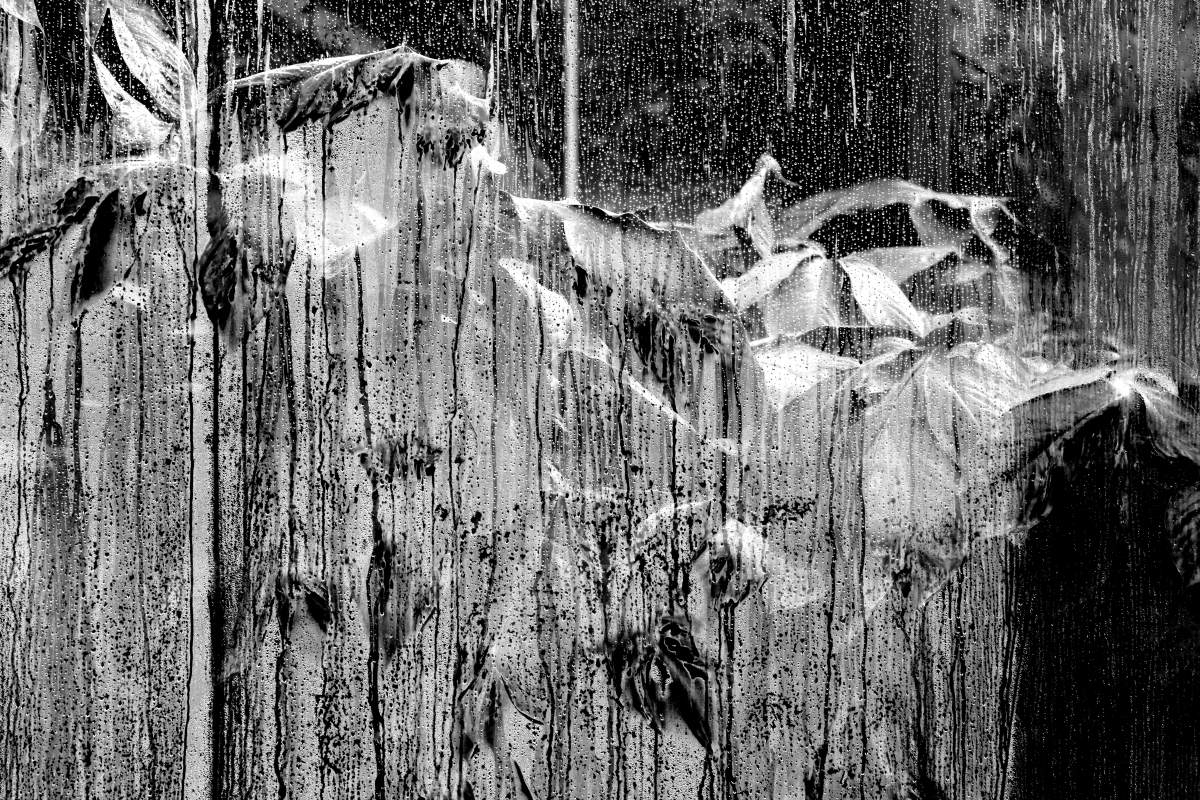 Agony in the Garden