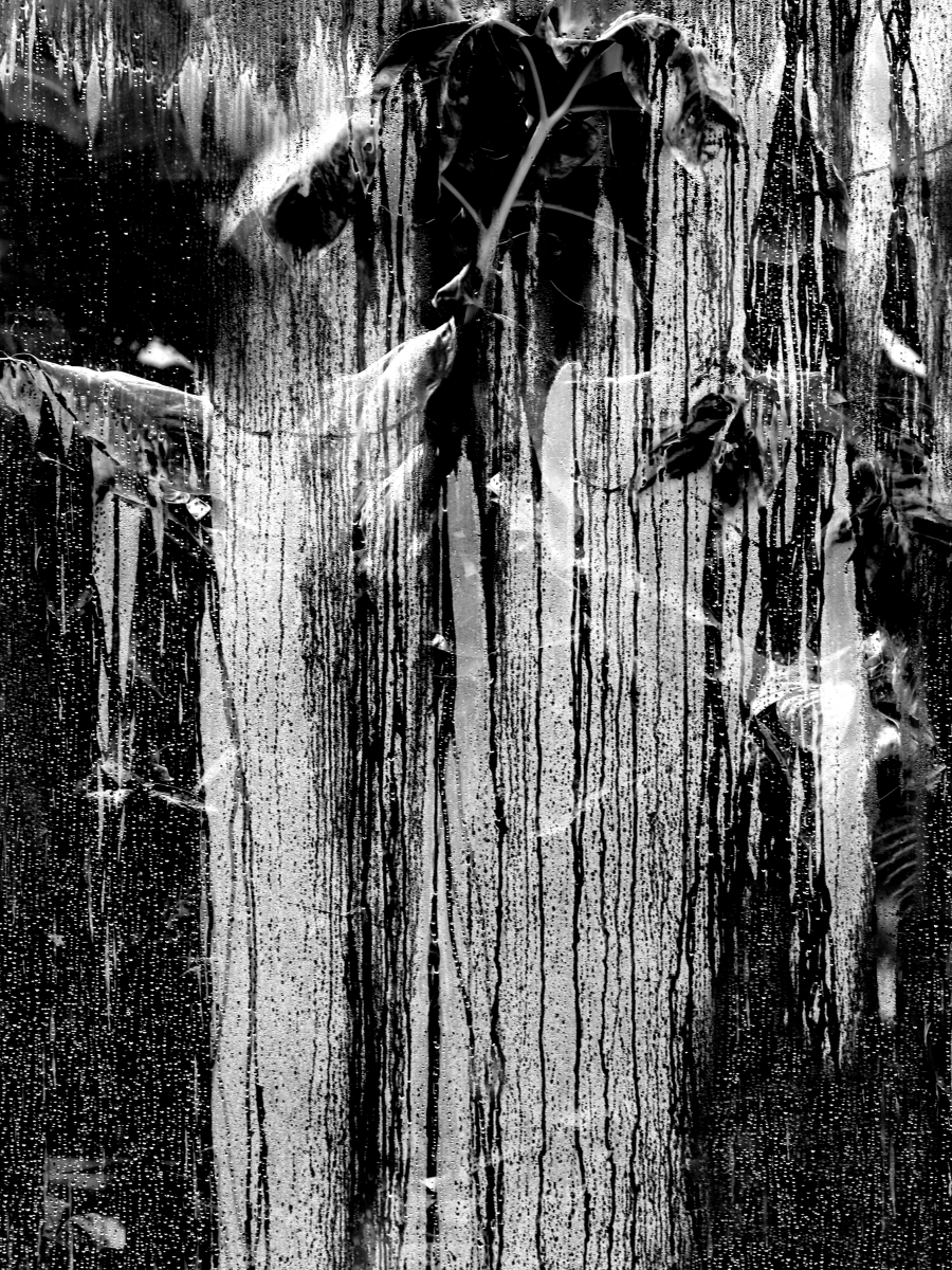Agony in the Garden