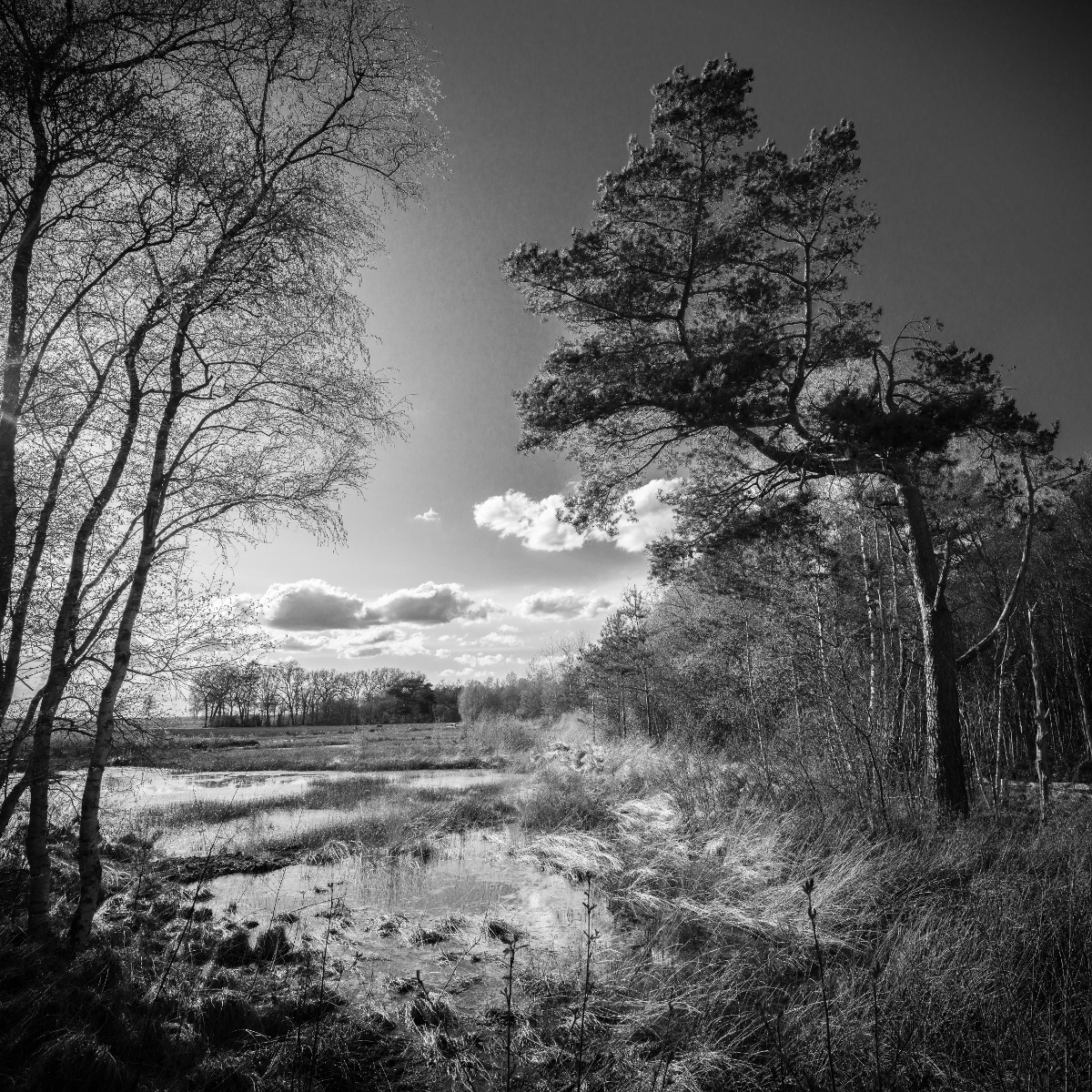 Moorland Gnarrenburg Stelling