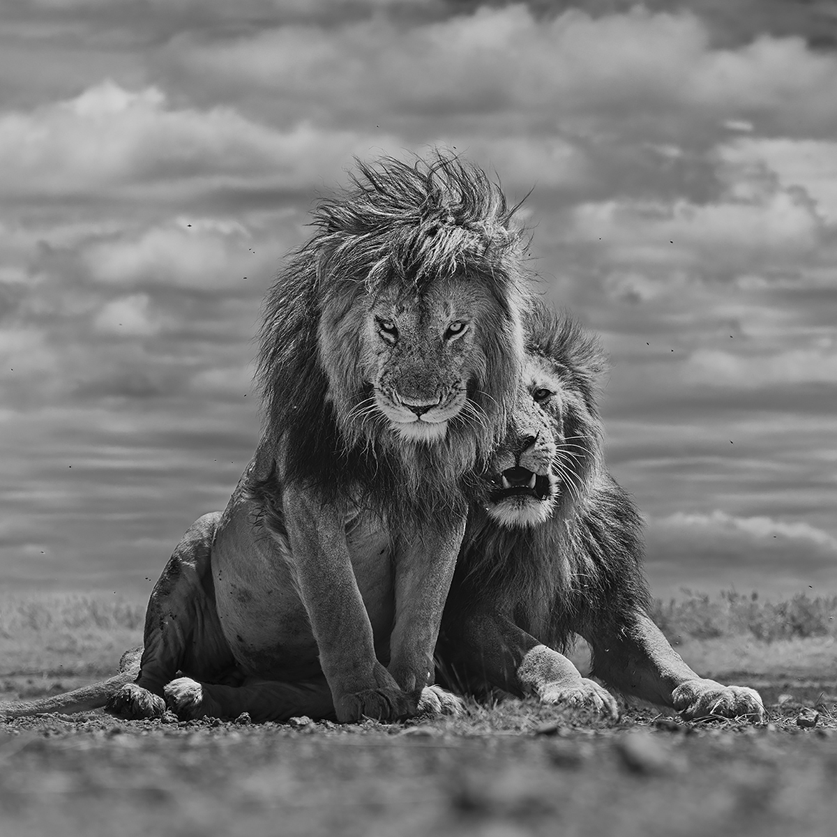 YOUR MAJESTIES