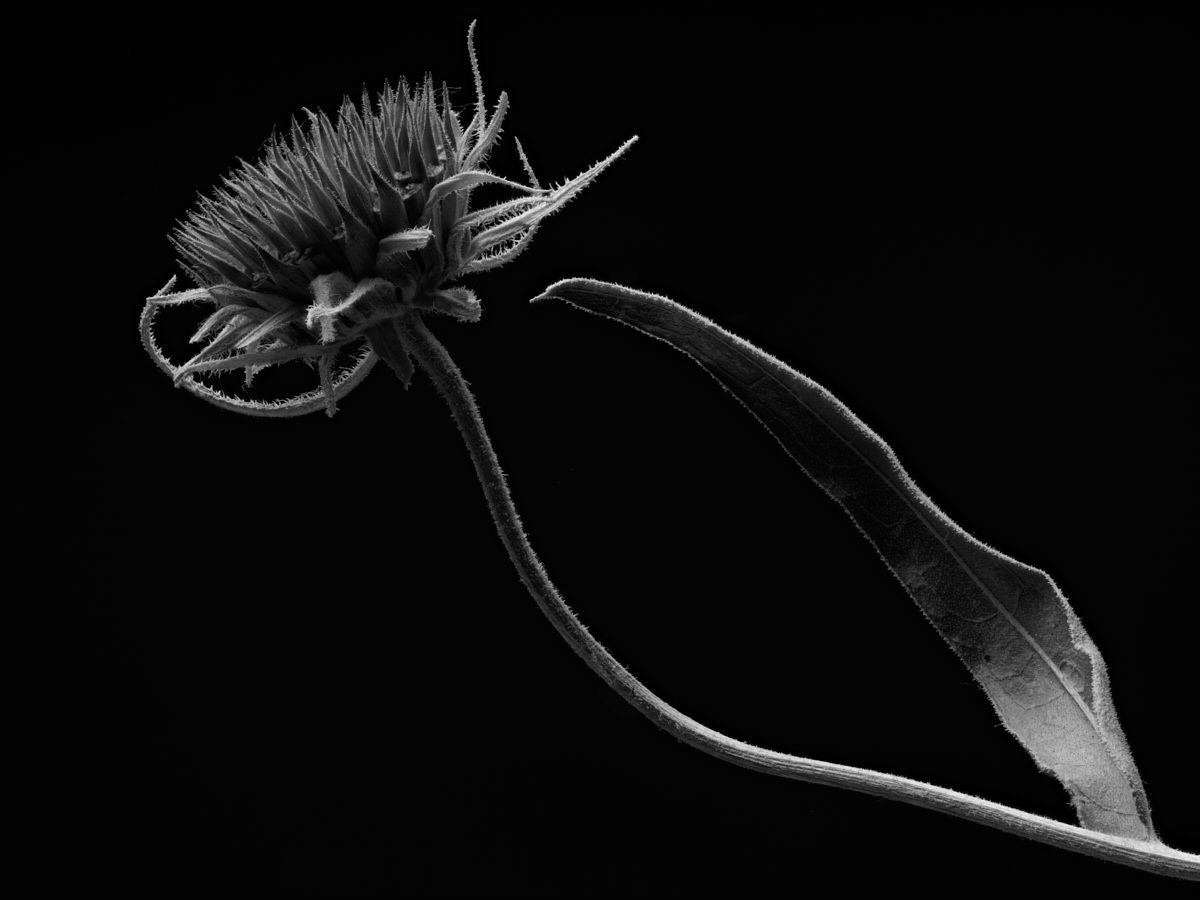 Senescence