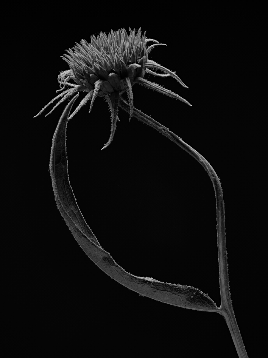 Senescence