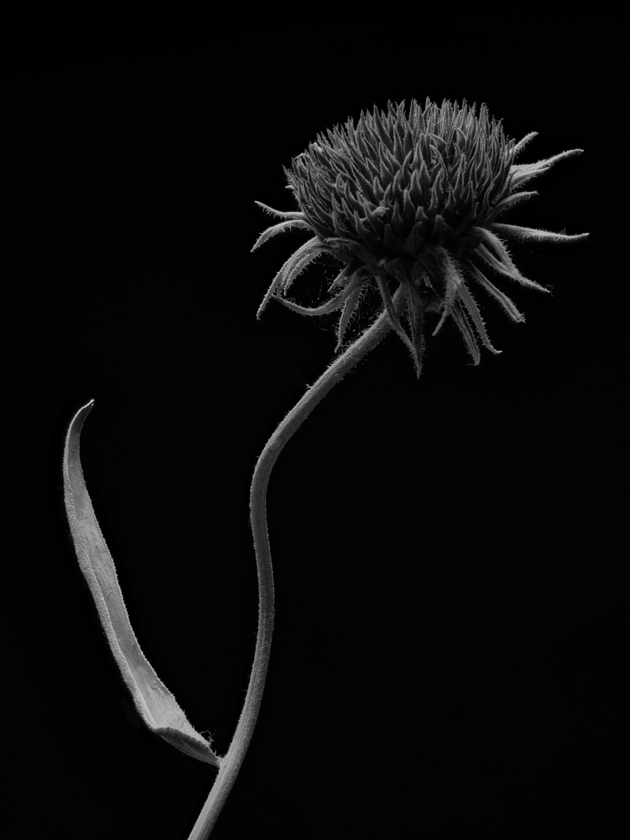 Senescence