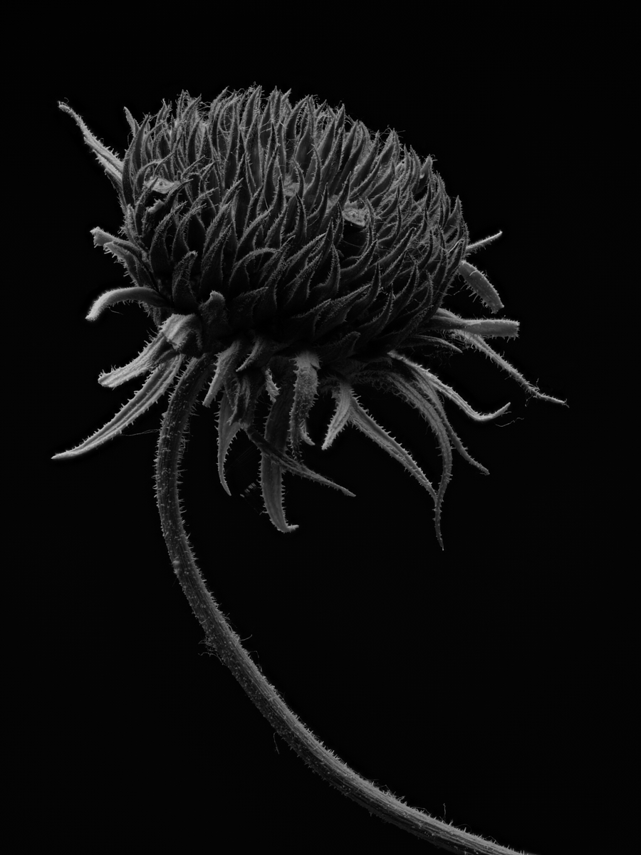Senescence