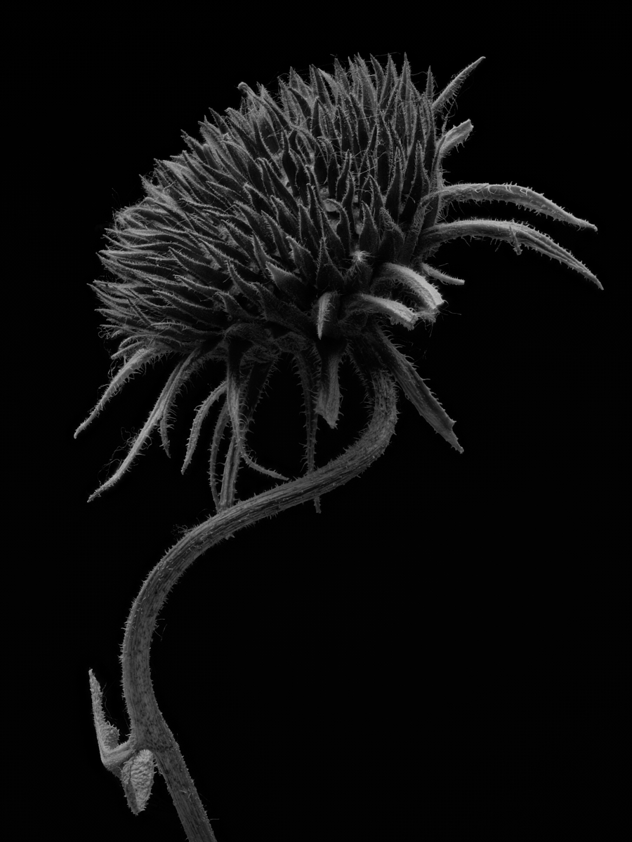Senescence
