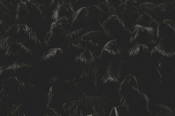 Lush Palms