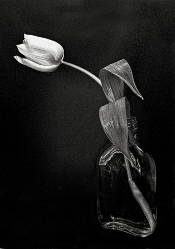 Tulip