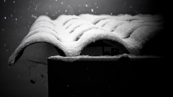 Spider in the snow