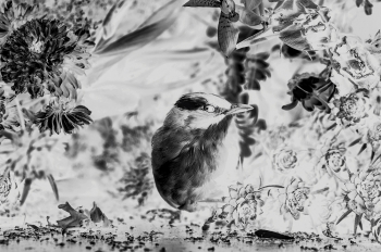 Bird 