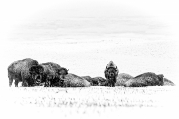 Huddled In The Snow