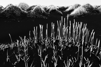Grassy hills