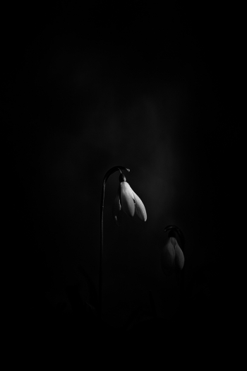snowdrops 