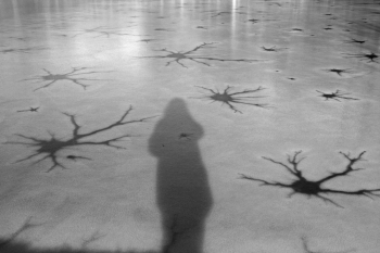 Shadow on the ice