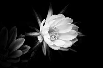 CACTUS  FLOWERS