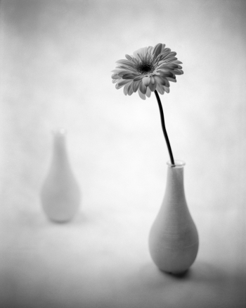 Gerbera No. 1