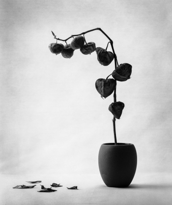 Physalis No. 2