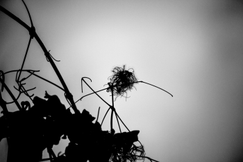 Rites of Spring