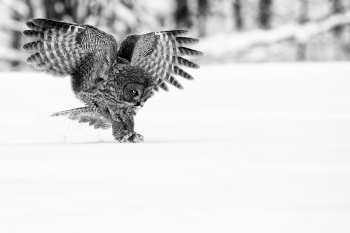 Great Gray Owl