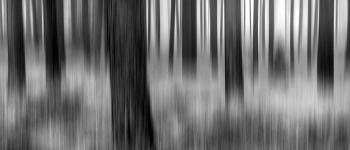 Black Forest