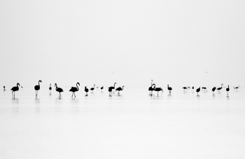 Black Flamingo