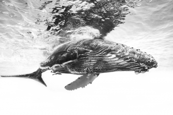Humpback whale 