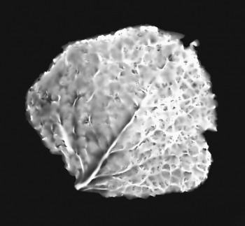 The Intimacy of the Photogram