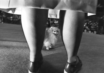 The Winning Pair    Westminster Dog Show