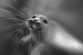 Playing baby seal