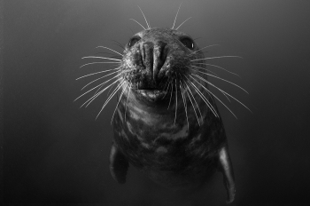 Curious seal