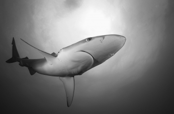 Sharks